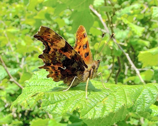 comma